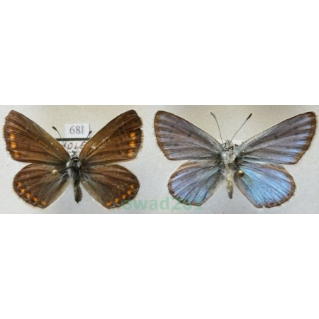 Polyommatus icarus (Rottemburg, 1775) pair Modraszek ikar Czech68l